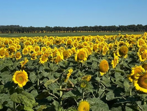 Por la demanda activa, el girasol se vende a cuentagotas