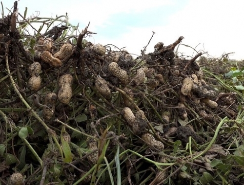 Se enfría el mercado de arrendamientos agrícolas en Córdoba de la mano de la pauperización del negocio del maní