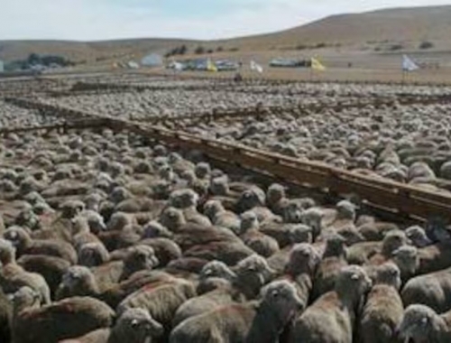 Es urgente descomprimir siguen frenadas las exportaciones de carne ovina a Brasil