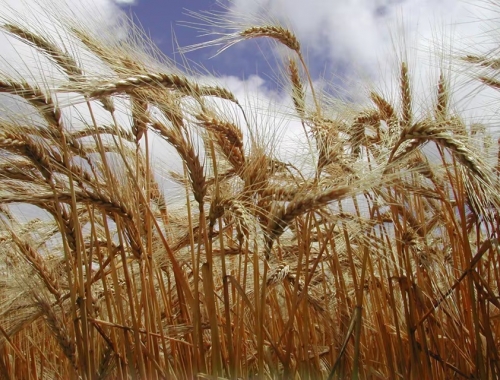 Máximos de casi dos años volaron los precios del trigo porque Estados Unidos tendrá la peor cosecha en 54 años