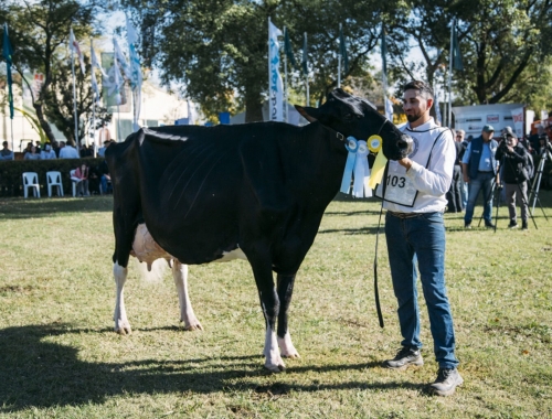 Una vaca de “La Lilia”, se consagró como Vaca Suprema en TodoLáctea