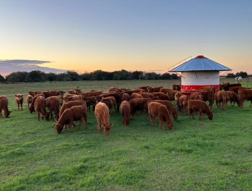 Fuerte reacción de un grupo de rurales por la inscripción en Visec Carne