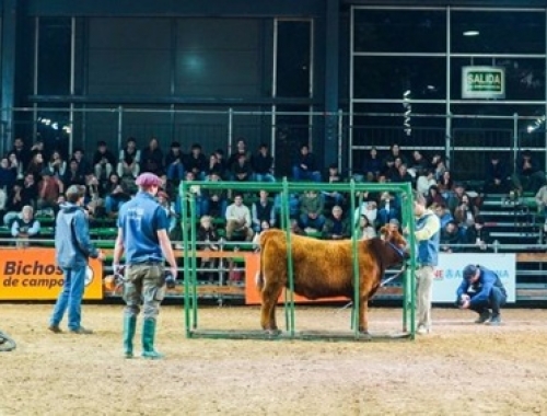 Expo Angus de Otoño: “Camino de los Campeones” mostró cómo se forman los grandes ejemplares de la ganadería