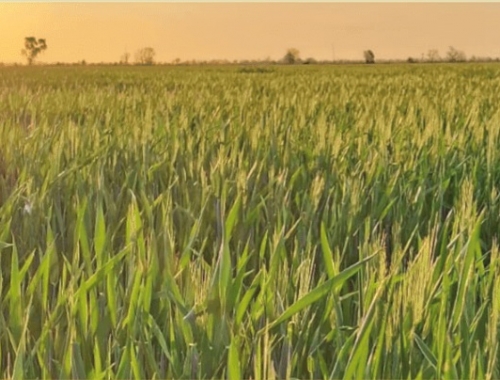 La Pampa: trigo y cebada sostienen el área con buenos perfiles de humedad, pero márgenes ajustados