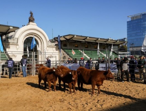 Expo Angus Otoño 2026: Zanguitu destacó el gran nivel de los lotes Puro de Pedigree
