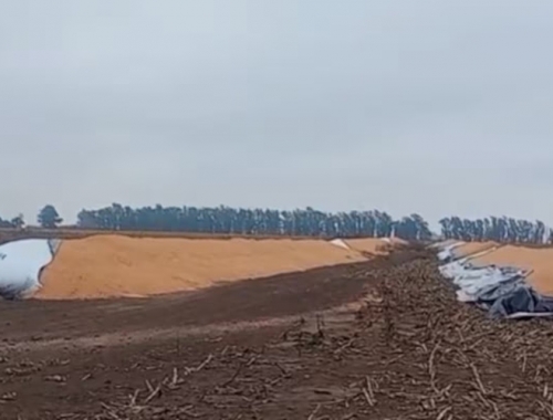 Quisieron hacer mucho daño atacaron un campo y rompieron 12 silobolsas con más de 2000 toneladas de granos