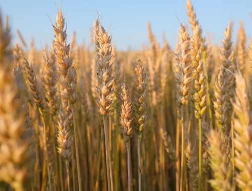 Trigo 2025/26: los cultivares de máxima calidad ocuparon apenas el 4% del área sembrada en Argentina