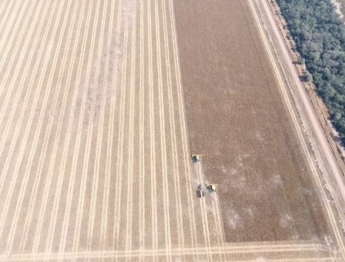 Cosecha en lotes húmedos: la compactación silenciosa que puede afectar los rindes durante años