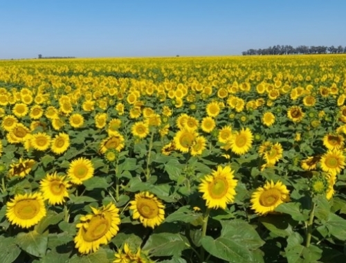 Cuidado con guardar girasol porque se viene un cosechón en el hemisferio norte y los precios FOB lo saben