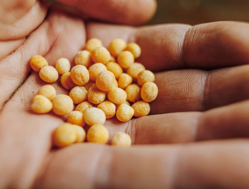 Semilleros y AmCham celebraron un cambio para patentes y dicen que mejorará las inversiones en biotecnología agrícola