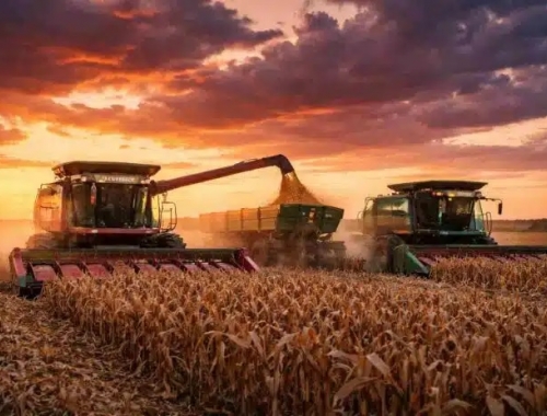 La cosecha de maíz avanza sobre el 51,2% del área y se mantiene la proyección de 64 millones de toneladas