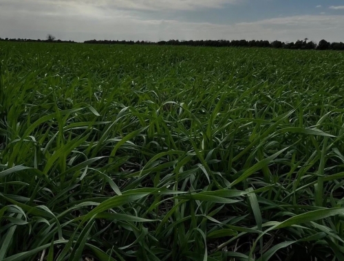 La siembra de trigo alcanza el 65,8% del área prevista, pero persisten demoras por el exceso de humedad