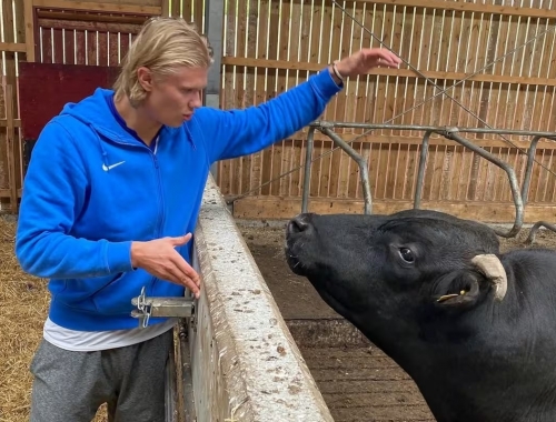 Del Mundial al campo: Haaland sueña con convertirse en el mejor agricultor de Noruega