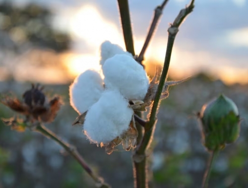 Semilla de algodón: el alimento que puede mejorar la producción de leche y carne
