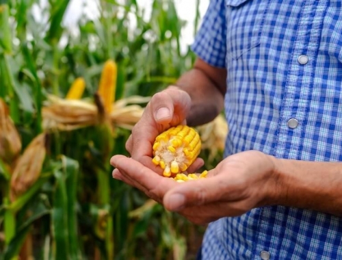 Maíz 2026/27: el manejo agronómico será la clave para capturar el máximo potencial