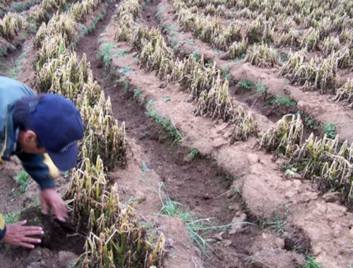 Diez heladas consecutivas golpean la producción hortícola de Santa Fe