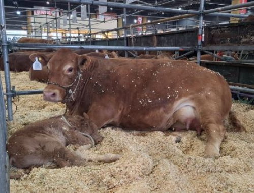 Nació “Bienvenido”, el primer ternero Limousin de la Expo Rural 2026