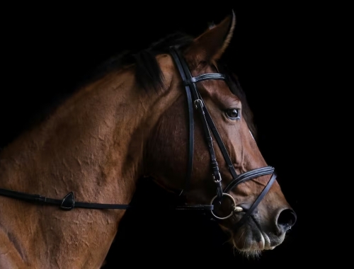 Caballos deportivos: un sistema de trazabilidad de medicamentos veterinarios abrió un conflicto con la industria equina