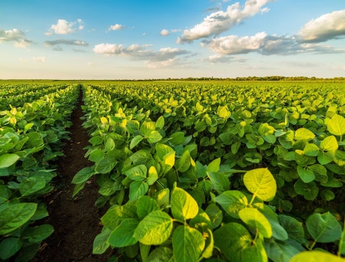 Un nuevo negocio millonario: preocupación en el campo por la falta de una ley nacional que regule el mercado de carbono