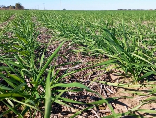 El clima frenó la cosecha de maíz tardío y consolidó el buen estado del trigo en Santa Fe