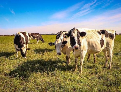 El INTA alertó sobre El Niño y pidió preparar los tambos antes de la primavera
