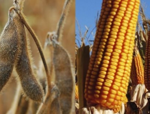 El USDA recortó la producción mundial de trigo y elevó la de maíz y soja