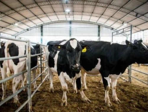 Santa Fe perdió 290 tambos en un año y profundiza la concentración láctea