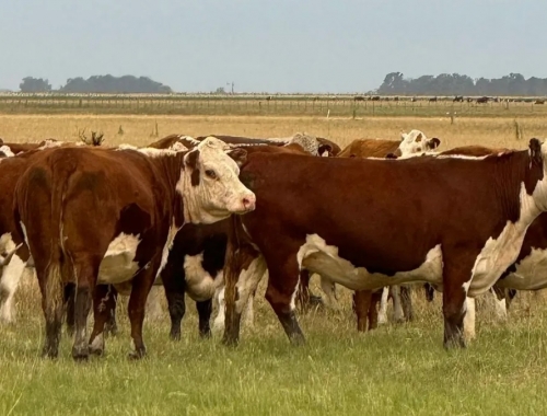 El INTA impulsa 40 planes que integran ganadería y bosque nativo en 12 provincias