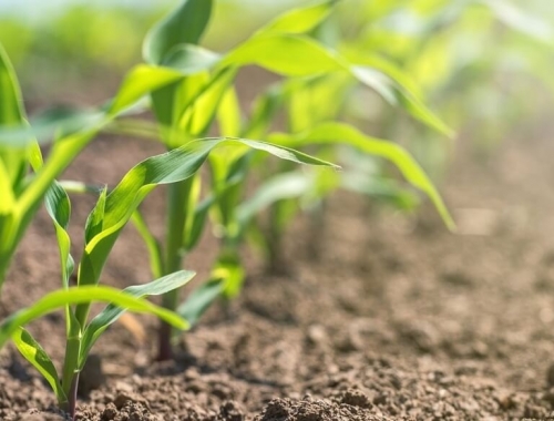 Márgenes ajustados en la agricultura: la presión de los fletes cortos y largos en soja y maíz