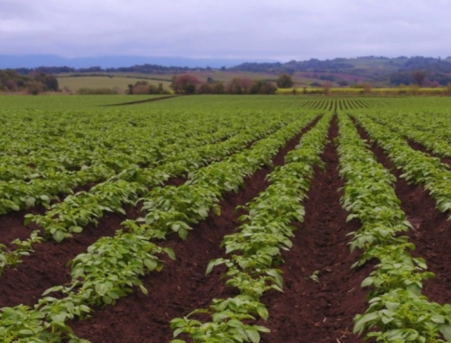 Fertilización foliar: cómo mejora el rendimiento de papa y maní
