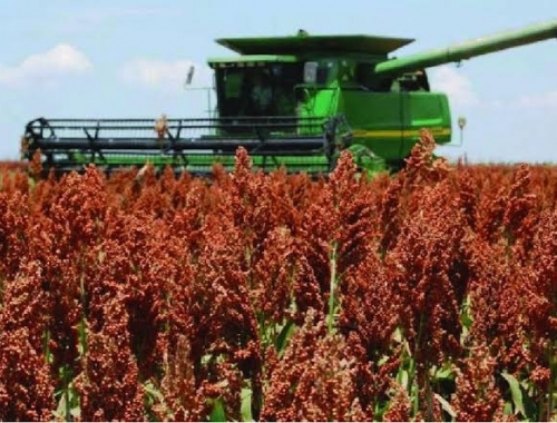 Sorgo: terminó la cosecha y la producción llegó a 2,8 MTn