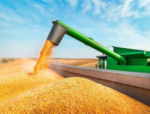 Maíz: el área sube y la cosecha apunta a 67,5 Mt