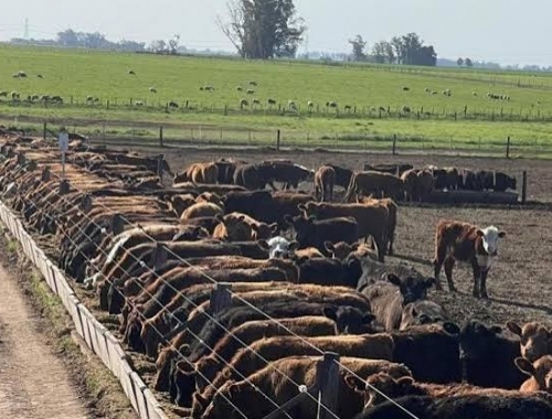 Feedlots récord: hay 2,08 millones de vacunos encerrados y podrían salir 1,6 millones hasta fin de año