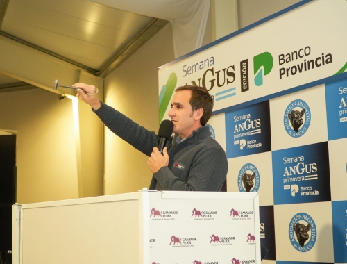 Gran debut de Gananor Pujol en la Semana Angus: remató 4.000 cabezas con agilidad