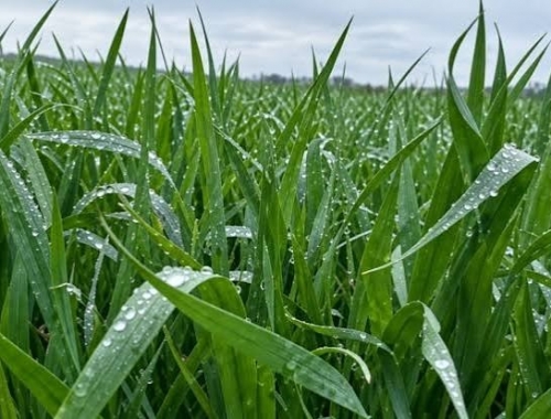 Alivio para el trigo: las lluvias redujeron a la mitad los lotes en riesgo