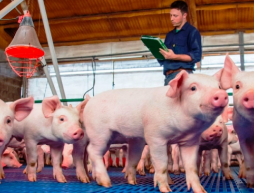 El negocio porcino gana espacio frente a la carne vacuna