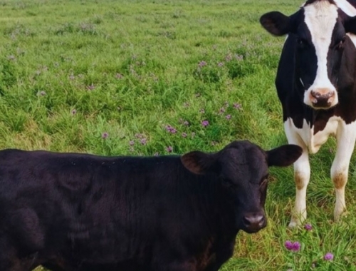 Beef on dairy: el tambo busca agregar valor con cruzamientos