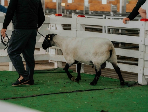 Suffolk en ArgenCarne 2026: una raza con potencial para producir más carne