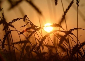 Argentina volvió a producir trigo: ahora necesita urgente una política triguera