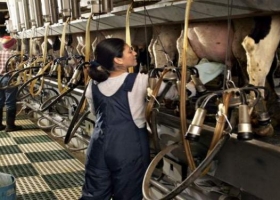 Estiman que la producción de leche en 2017 va a ser menor que el año anterior