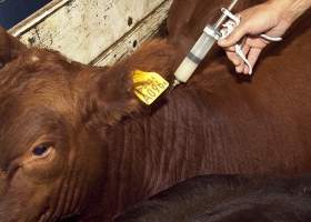 Senasa aclaró que no exigirá matrículas a los veterinarios en las campañas de vacunación