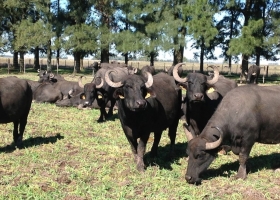 La crisis lechera como oportunidad: “Tenemos la ilusión de que en el futuro se pueda armar una cuenca de búfalas”