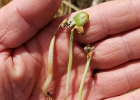 Las lluvias esquivaron a las zonas más afectadas por la sequía en la región núcleo bonaerense