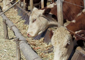 El feedlot comunitario que nació con la sequía y ya tiene más de 1.500 cabezas de ganado