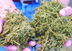 Sequía: claves para el silaje de soja.