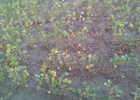 Los productores afectados por la sequía pagarán un elevado monto de retenciones