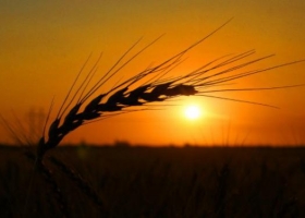 Trigo: en tres meses, la Argentina colocó la mitad de su saldo exportable.