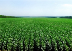 Productores presentaron un amparo por deudas de los 90 con el Banco Nación.