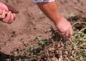 Con una inversión de $350 millones, una firma de maní empezó a vender energía a la red.