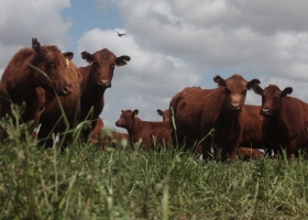 Un establecimiento ganadero cordobés redujo hasta 50% sus costos: cómo lo hizo.